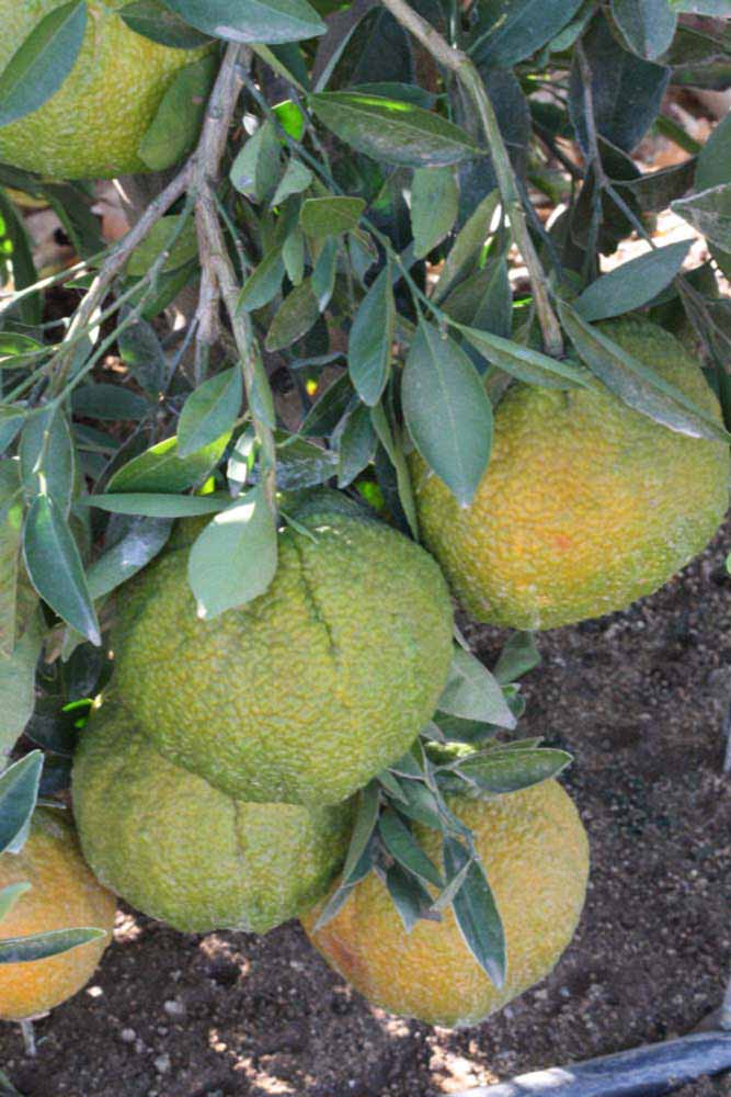            Fruit (Riverside, CA)   